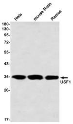 USF1 Recombinant Rabbit Monoclonal Antibody (K01_2P96)
