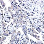 WWOX Recombinant Rabbit Monoclonal Antibody (K01_2Q01)