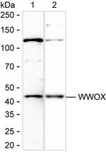 WWOX Antibody in Western Blot (WB)