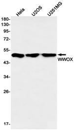 WWOX Antibody in Western Blot (WB)