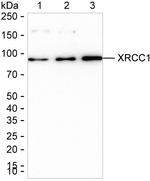 XRCC1 Antibody in Western Blot (WB)