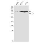 XRCC1 Antibody in Western Blot (WB)