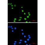 Pokemon Recombinant Rabbit Monoclonal Antibody (K01_2Q05)