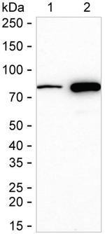 PKC beta Antibody in Western Blot (WB)