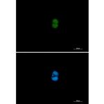 MEK3/MEK6 Recombinant Rabbit Monoclonal Antibody (K01_2Q12)