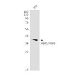 MEK3/MEK6 Antibody in Western Blot (WB)