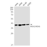 MEK3/MEK6 Antibody in Western Blot (WB)
