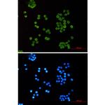 H4K5ac Antibody in Immunocytochemistry (ICC/IF)
