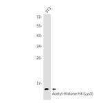 H4K5ac Antibody in Western Blot (WB)