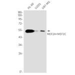 MEF2A/MEF2C Antibody in Western Blot (WB)