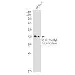 PHD1 Antibody in Western Blot (WB)