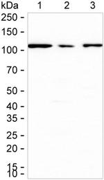 IDE Antibody in Western Blot (WB)