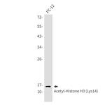 H3K14ac Antibody in Western Blot (WB)
