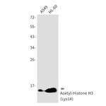H3K14ac Antibody in Western Blot (WB)