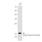 H3K4ac Antibody in Western Blot (WB)