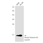 H3K4ac Antibody in Western Blot (WB)