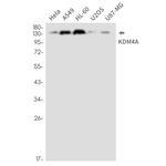 JMJD2A Antibody in Western Blot (WB)