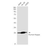 Kappa Light Chain Antibody in Western Blot (WB)