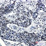 Hydroxyl-Histone H2A (Tyr39) Recombinant Rabbit Monoclonal Antibody (K01_2Q23)