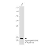 Hydroxyl-Histone H2A (Tyr39) Antibody in Western Blot (WB)