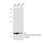 Hydroxyl-Histone H2A (Tyr39) Antibody in Western Blot (WB)