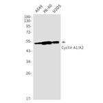 Cyclin A Recombinant Rabbit Monoclonal Antibody (K01_2Q25)