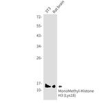 H3K18me1 Antibody in Western Blot (WB)