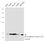 H3K18me1 Recombinant Rabbit Monoclonal Antibody (K01_2Q26)