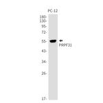 PRPF31 Antibody in Western Blot (WB)