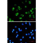 MCL-1 Antibody in Immunocytochemistry (ICC/IF)