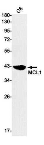 MCL-1 Antibody in Western Blot (WB)