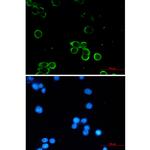 ADORA1 Recombinant Rabbit Monoclonal Antibody (K01_2Q31)