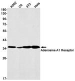 ADORA1 Antibody in Western Blot (WB)