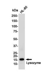 Lysozyme Antibody in Western Blot (WB)