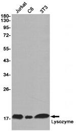 Lysozyme Antibody in Western Blot (WB)