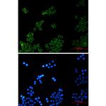 PLAA Recombinant Rabbit Monoclonal Antibody (K01_2Q36)