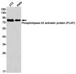 PLAA Antibody in Western Blot (WB)
