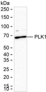 PLK1 Antibody in Western Blot (WB)