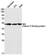 GC Antibody in Western Blot (WB)
