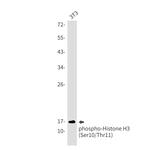 Phospho-Histone H3 (Ser10, Thr11) Antibody in Western Blot (WB)