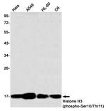 Phospho-Histone H3 (Ser10, Thr11) Antibody in Western Blot (WB)