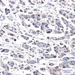 CRCP Antibody in Immunohistochemistry (Paraffin) (IHC (P))