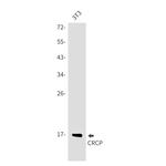 CRCP Antibody in Western Blot (WB)