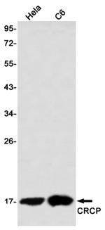 CRCP Antibody in Western Blot (WB)