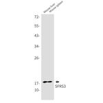 SRSF3 Antibody in Western Blot (WB)