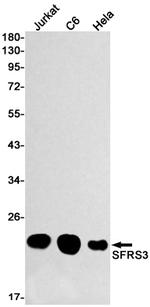 SRSF3 Antibody in Western Blot (WB)