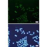 TFAM Antibody in Immunocytochemistry (ICC/IF)