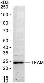TFAM Antibody in Western Blot (WB)