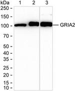 GluR2 Antibody in Western Blot (WB)