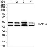 JNK1 Antibody in Western Blot (WB)
